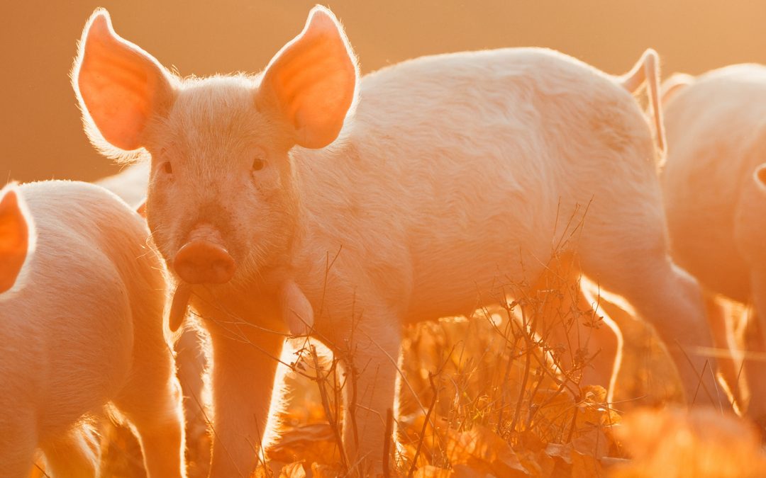Jahr des Erd-Schwein 2019