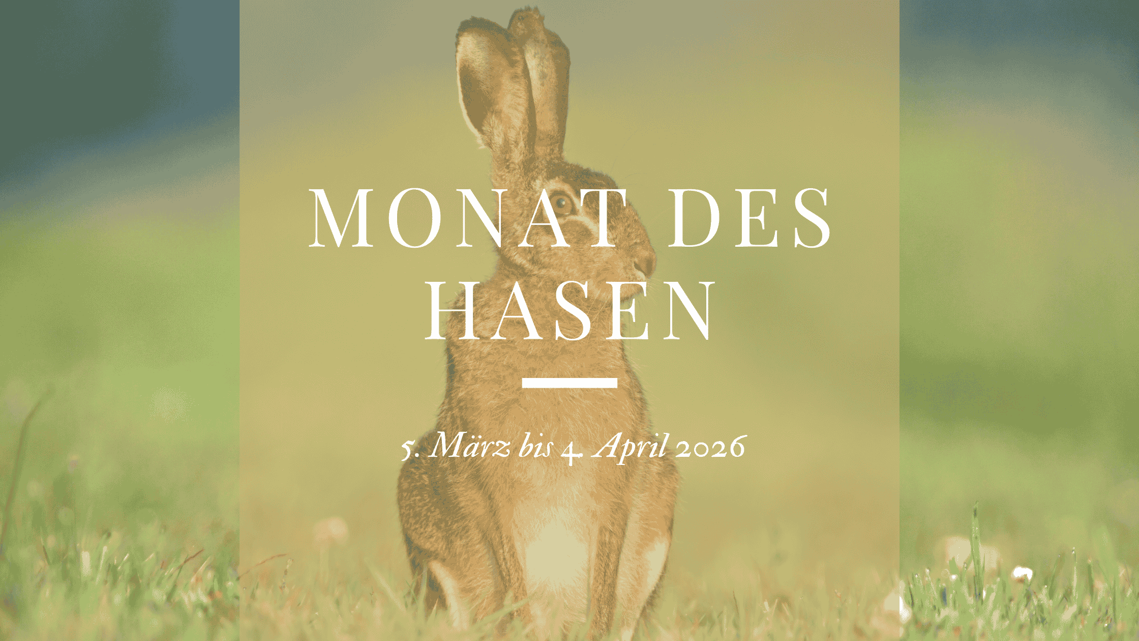 03_Hase_Blog Banner Monat des Hasen