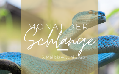 Monat der Schlange 2026: Auf in den Sommer